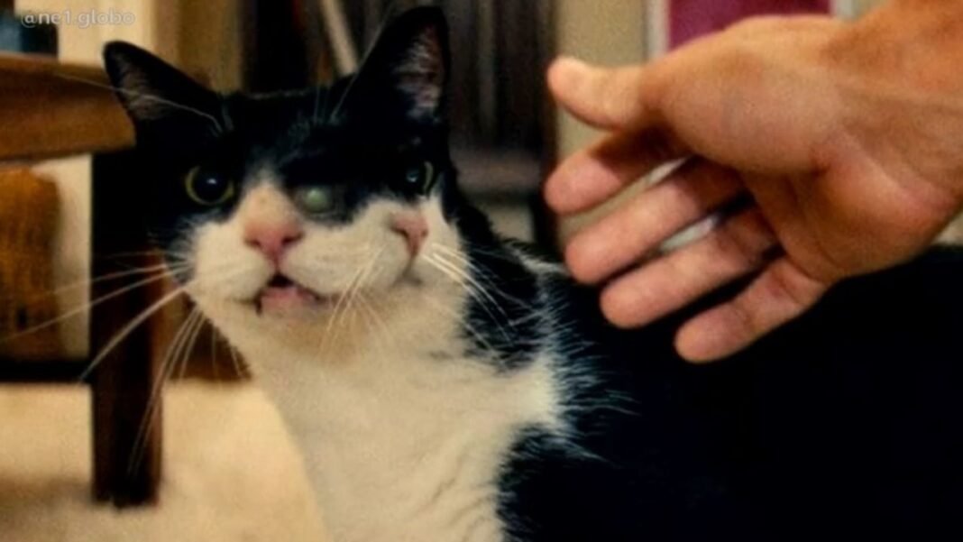 O curioso visual da personagem felina no filme O Agente Secreto pode até parecer fruto exclusivo de efeitos especiais, mas a ciência mostra que a natureza já produziu algo semelhante (Foto: X)