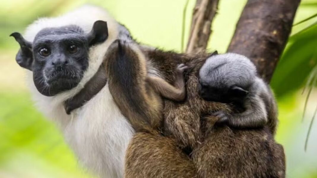 O Parque Zoológico de São Paulo registrou um acontecimento inédito em sua história recente: o nascimento de dois filhotes de sauim-de-coleira, primata brasileiro classificado como criticamente ameaçado de extinção (Foto: X)