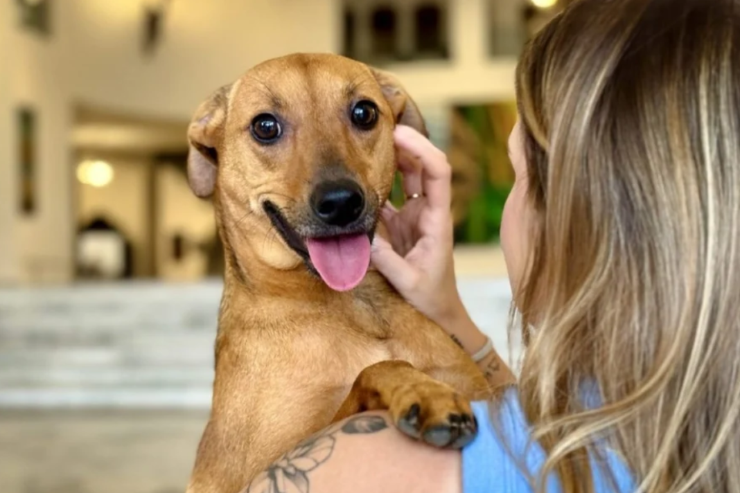 O Senado Federal do Brasil aprovou um projeto de lei que estabelece critérios para a guarda de animais de estimação em casos de separação (Foto: X)