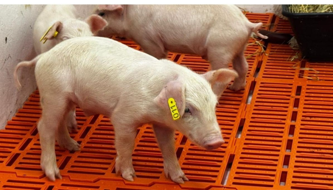 Pesquisadores brasileiros deram mais um passo em um projeto inédito na América Latina ao identificar sinais de gestação em uma fêmea suína que recebeu embriões clonados (Foto: X)