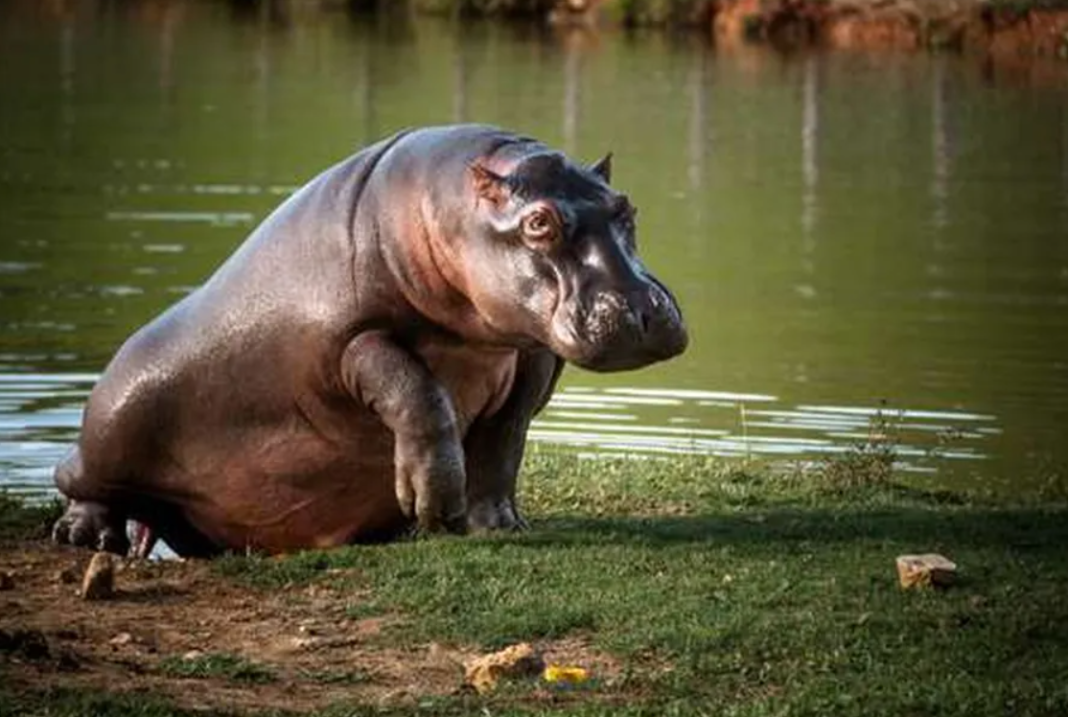 A população atual é estimada em aproximadamente 200 animais, mas projeções indicam que esse número pode chegar a mil até 2035 caso nenhuma medida seja adotada (Foto: X)