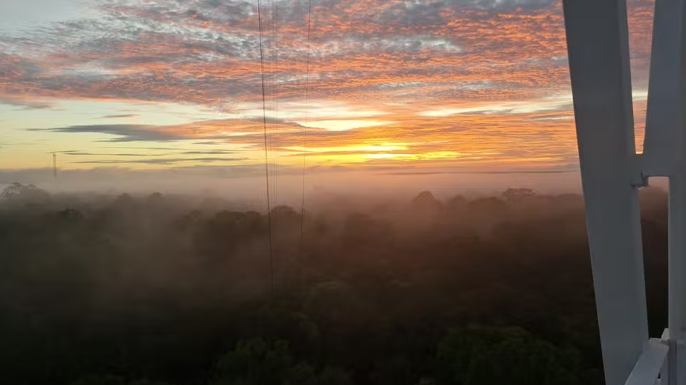 Uma descoberta recente na Floresta Amazônica está mudando a forma como cientistas entendem a dinâmica do ecossistem (Foto: X)