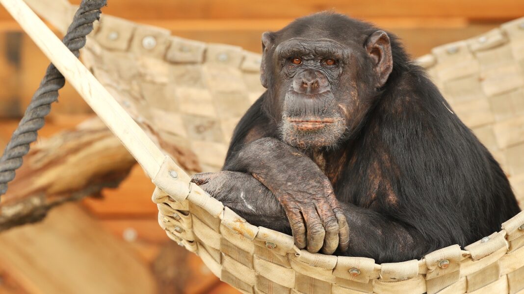 Um comportamento inesperado observado no Japão colocou um chimpanzé no centro de uma discussão científica sobre as origens da música (Foto: X)