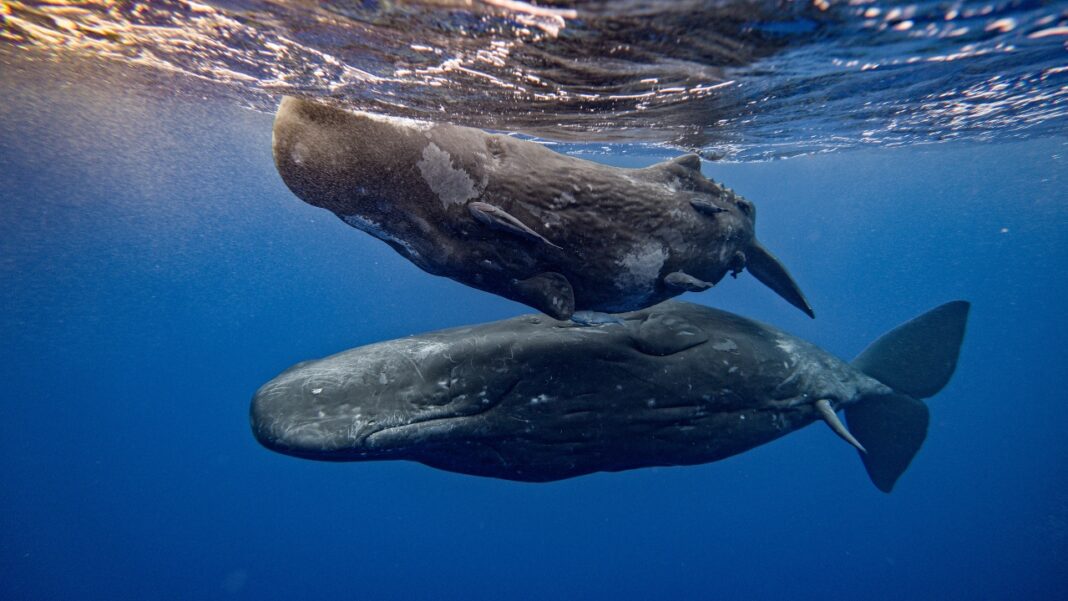 Esses sons variam em duração, intensidade e ritmo, criando combinações que lembram estruturas fonéticas e fonológicas presentes em idiomas humanos (Foto: X)