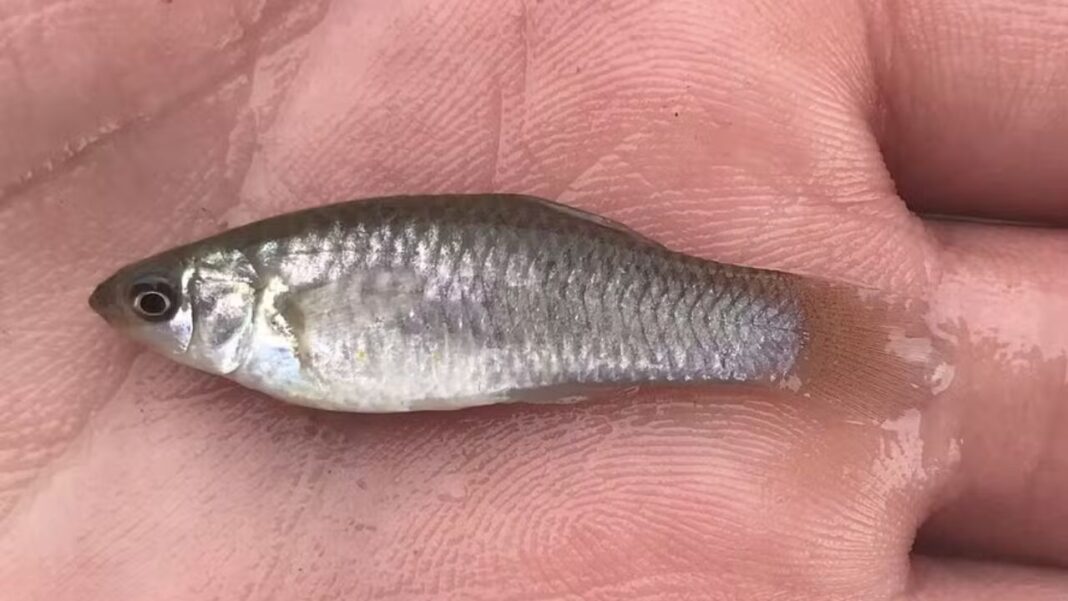 Uma espécie de peixe formada exclusivamente por fêmeas voltou ao centro do debate científico por desafiar um dos pilares da biologia evolutiva: a necessidade da reprodução sexuada para garantir diversidade genética (Foto: X)