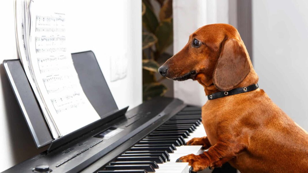 Um estudo publicado na revista Current Biology trouxe novas evidências de que alguns cães domésticos conseguem adaptar o tom de seus uivos para acompanhar sons do ambiente — incluindo músicas populares (Foto: X)