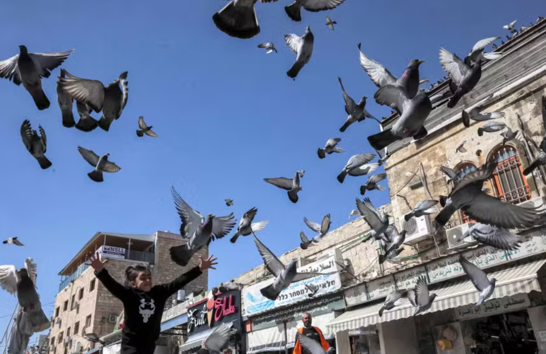 Mesmo habituadas à presença constante de pessoas, aves que vivem em áreas urbanas parecem não reagir da mesma forma a todos os humanos (Foto: X)