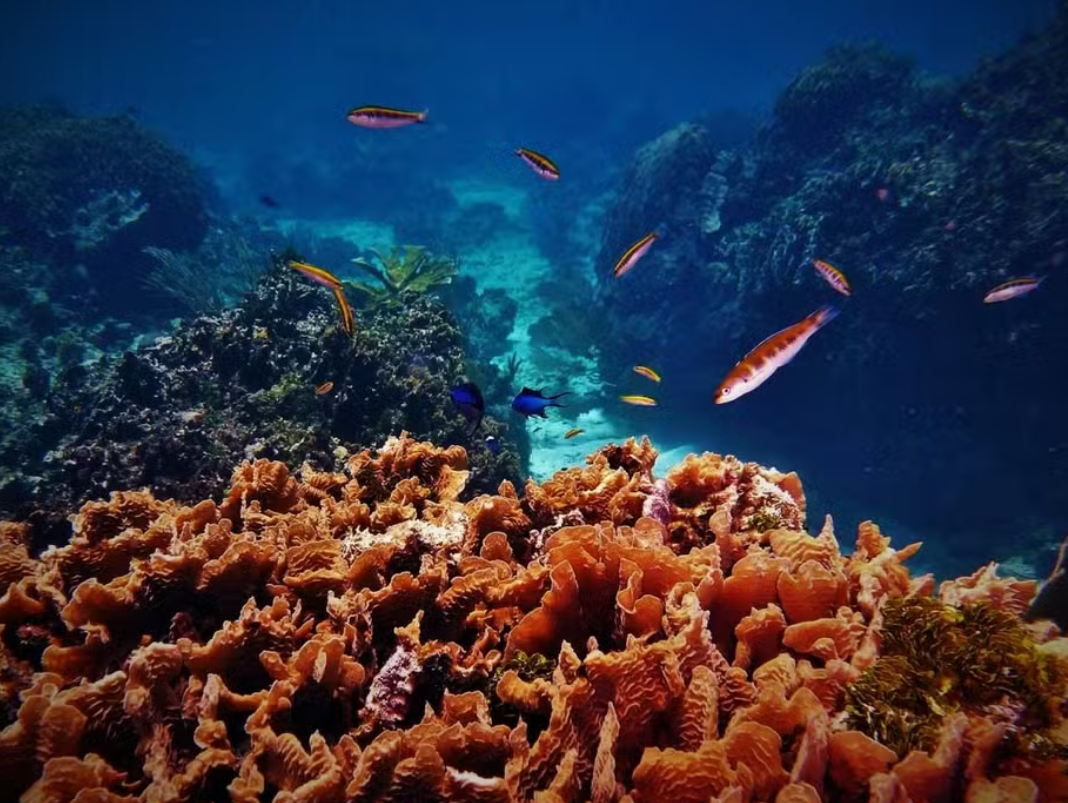 Pesquisadores internacionais descobriram centenas de microrganismos inéditos em recifes de coral do Oceano Pacífico que podem abrir caminho para o desenvolvimento de novos medicamentos e aplicações industriais (Foto: X)