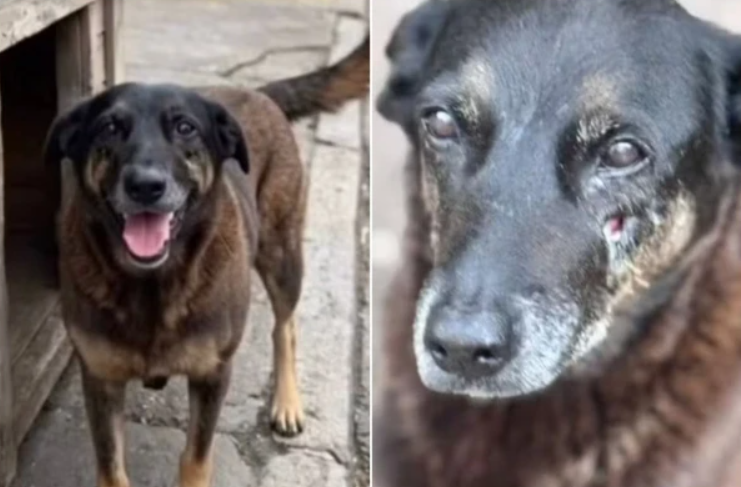 O Ministério Público de Santa Catarina anunciou que irá investigar quem obteve lucro com a divulgação de informações falsas relacionadas à morte do cão comunitário Orelha, caso que ganhou grande repercussão nas redes sociais no início do ano (Foto: X)