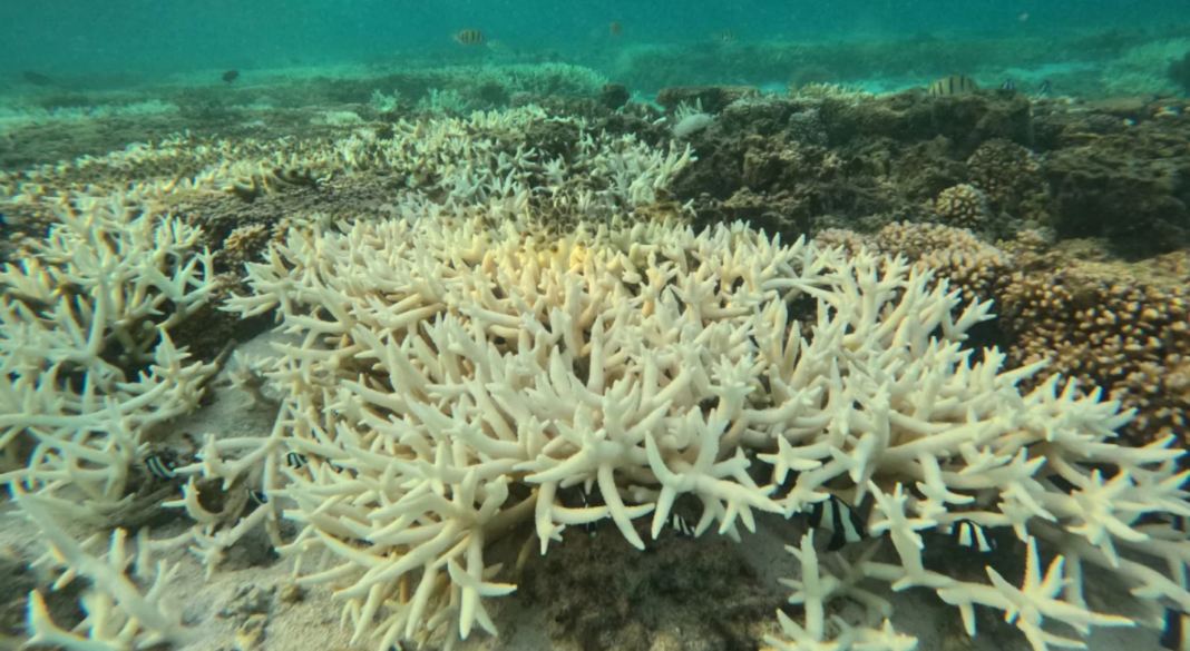 Uma pesquisa publicada na revista científica Coral Reefs acendeu um alerta sobre a sobrevivência de corais que existem apenas no Brasil (Foto: X)