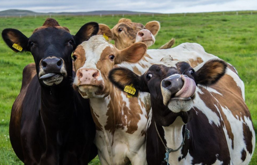 Um estudo conduzido por pesquisadores franceses revelou que vacas são capazes de reconhecer rostos humanos familiares, diferenciar pessoas desconhecidas e até associar corretamente vozes aos respectivos rostos (Foto: X)