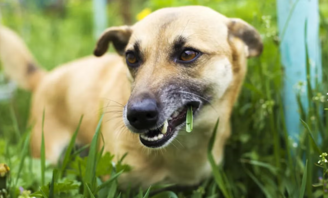 Ver um cachorro mastigando grama durante o passeio costuma preocupar muitos tutores (Foto: X)
