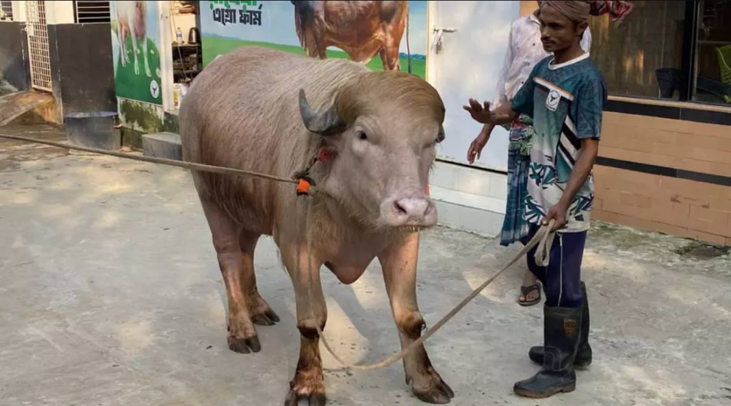 O comprador foi reembolsado, enquanto o búfalo foi encaminhado para o zoológico nacional da capital, Dhaka (Foto: X)