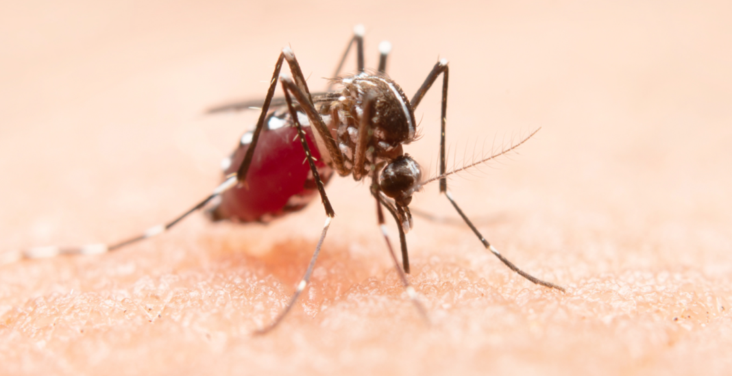 A descoberta envolve o DEET, substância considerada uma das mais eficazes na prevenção de picadas e amplamente utilizada em produtos contra mosquitos transmissores de doenças (Foto: X)