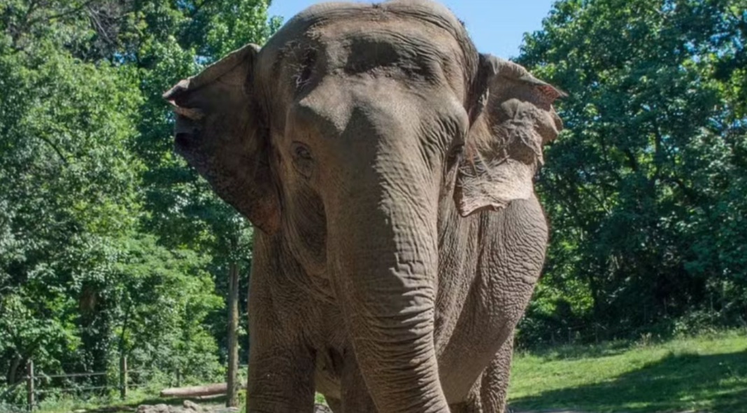 Uma das elefantes mais famosas da ciência morreu nesta semana nos Estados Unidos (Foto: X)