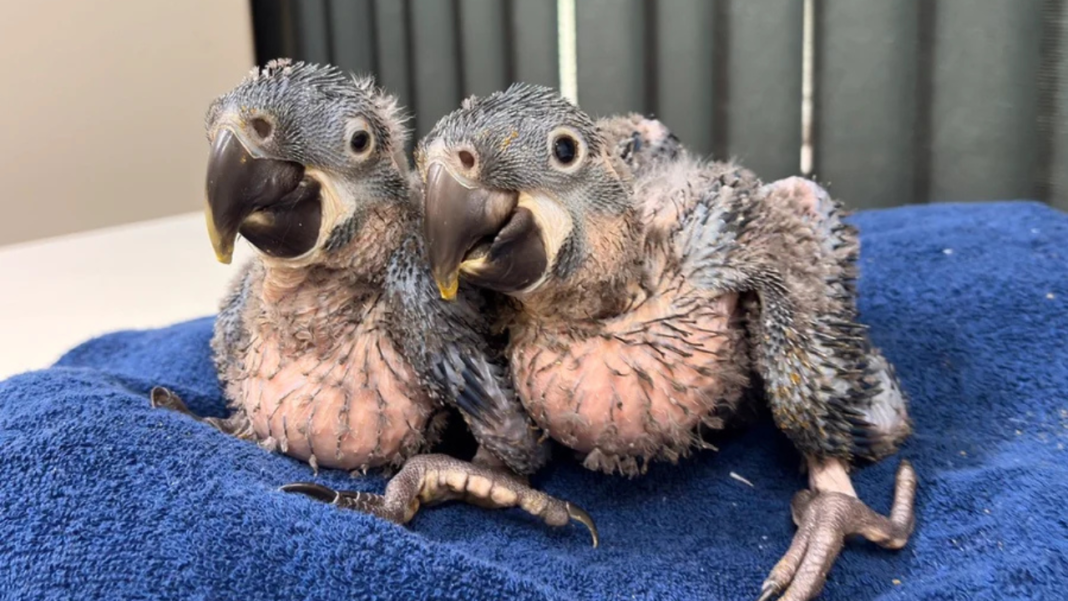 O Zoológico de São Paulo anunciou o nascimento de dois filhotes de Arara-azul-de-lear, uma das aves mais raras do mundo e considerada símbolo da biodiversidade brasileira (Foto: X)
