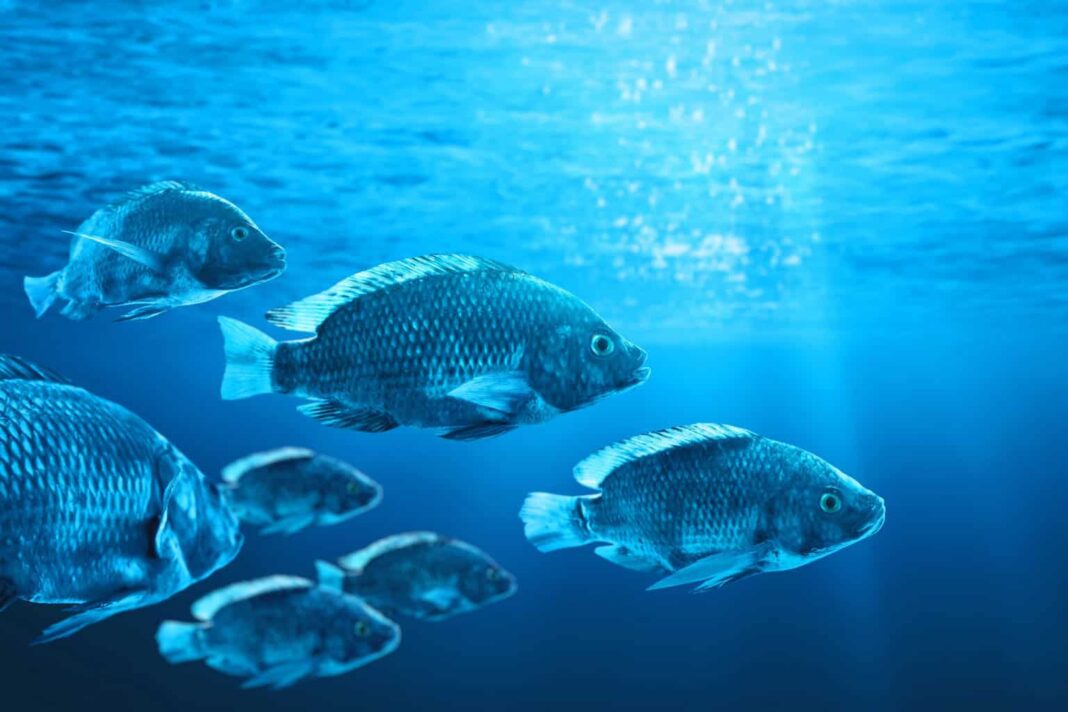 As mudanças climáticas estão transformando o comportamento dos rios ao redor do mundo e podem provocar impactos significativos na vida aquática (Foto: X)