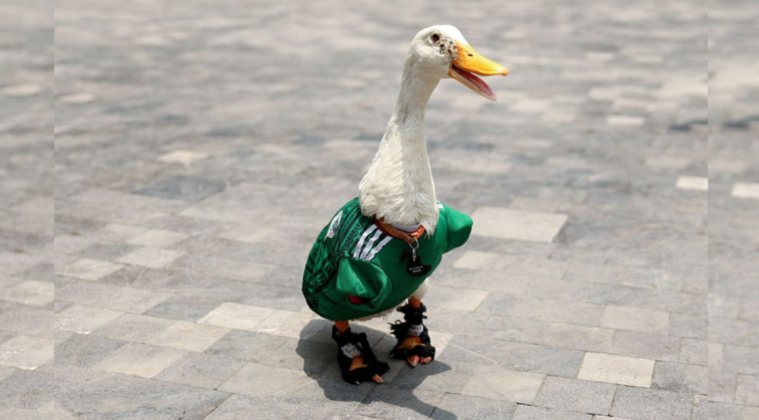 Nem só de jogadores e gols vive a Copa do Mundo de 2026. Um personagem improvável acabou conquistando torcedores ao redor do mundo e se transformou em uma das figuras mais comentadas do torneio (Foto: X)
