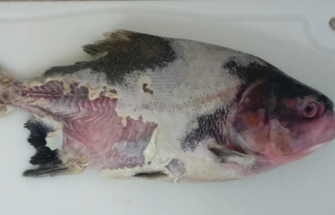 Pesquisadores brasileiros identificaram, pela primeira vez, bactérias causadoras da columnariose em peixes de criação destinados ao consumo humano no país (Foto: X)