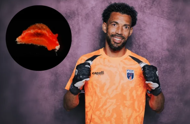 Uma nova espécie de molusco marinho descoberta no Caribe ganhou um nome inspirado no futebol (Foto: X)