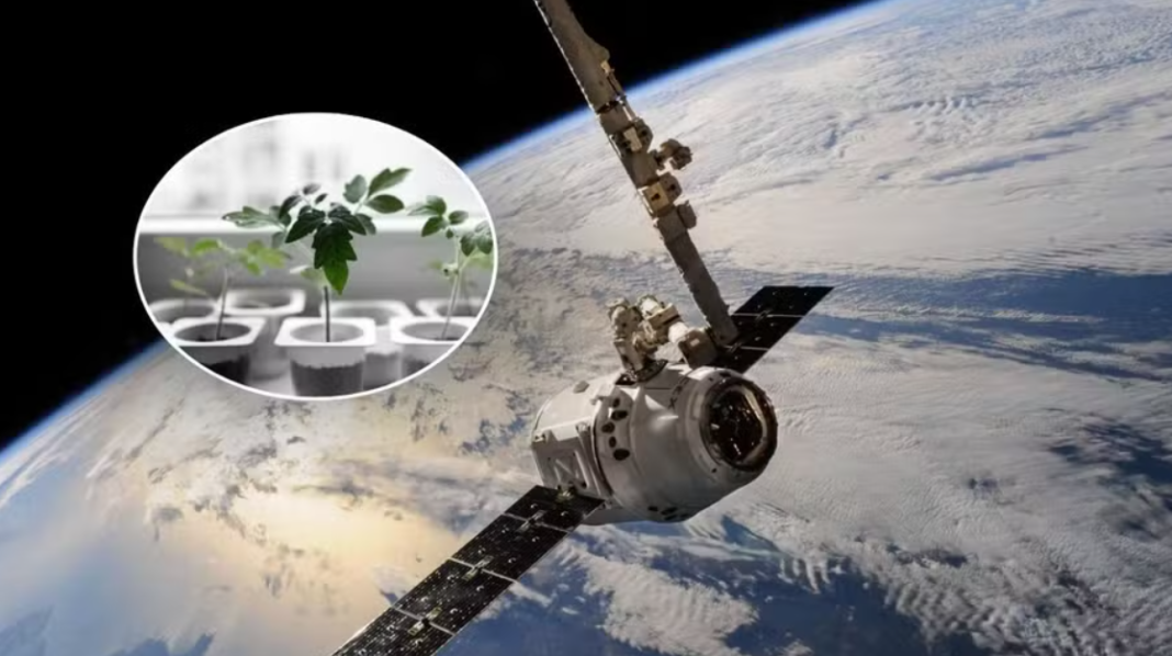 Pesquisadores da África do Sul e dos Estados Unidos darão início, nos próximos meses, a uma série de experimentos que pretende investigar como sementes se comportam no ambiente espacial (Foto: X)
