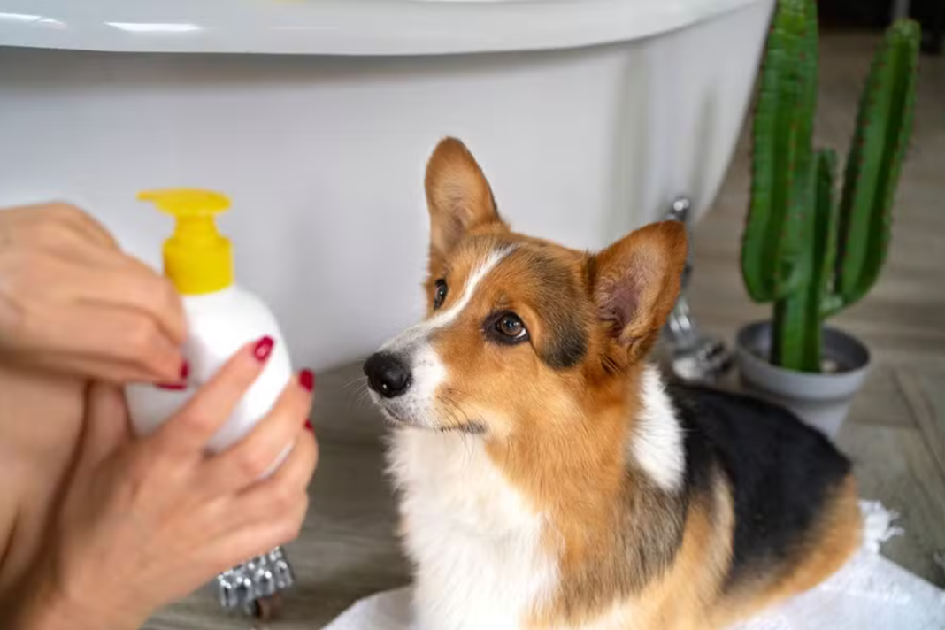 Produtos utilizados na limpeza da casa podem representar um perigo para cães e gatos quando empregados de forma inadequada.(Foto: X)