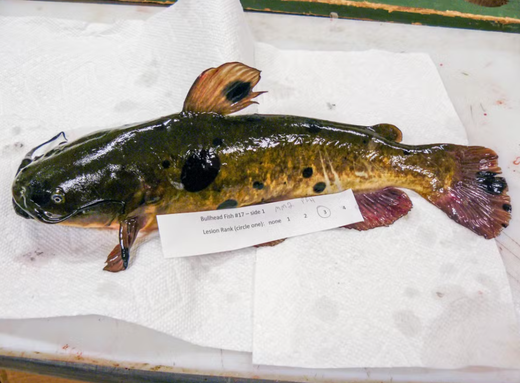 Pesquisadores identificaram pela primeira vez um caso de câncer transmissível em peixes de água doce (Foto:X)